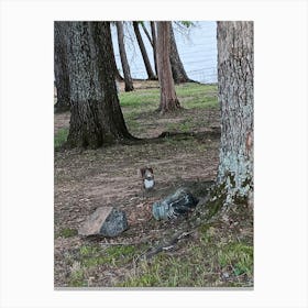 Squirrel On The Lake Canvas Print