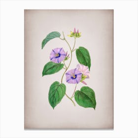 Vintage Hoary Jacquemontia Flower Botanical on Parchment Canvas Print