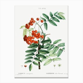 Mountain Ash, Joseph Pierre Redoute Canvas Print