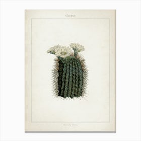 Vintage Curtis 2 Echinocactus Reductus Canvas Print