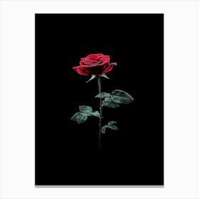 Single Rose On Black Background 27 Canvas Print