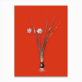 Vintage Daffodil Black and White Gold Leaf Floral Art on Tomato Red Canvas Print