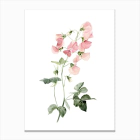 Sweet Peas 2 Canvas Print