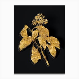 Vintage Climbing Hydrangea Botanical in Gold on Black n.0303 Canvas Print