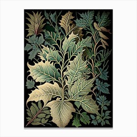 Bay Leaves Herb Vintage Botanical Canvas Print