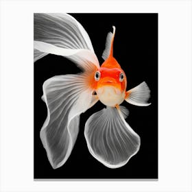 Goldfish Canvas Print