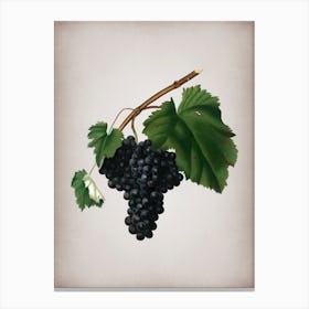 Vintage Black Canaiolo Botanical on Parchment n.0184 Canvas Print