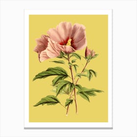 Hibiscus 1 Canvas Print