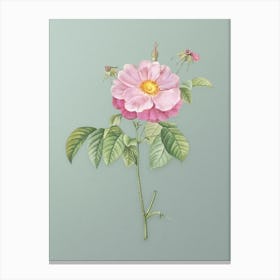 Vintage Speckled Provins Rose Botanical Art on Mint Green n.0363 Canvas Print