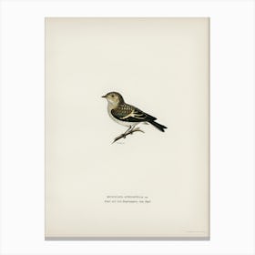 Pied Flycatcher, The Von Wright Brothers Canvas Print