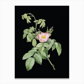 Vintage Apple Rose Botanical Illustration on Solid Black n.0896 Canvas Print