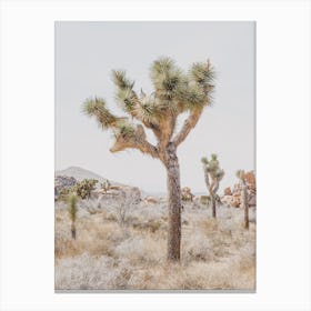 Desert Joshua Tree Canvas Print