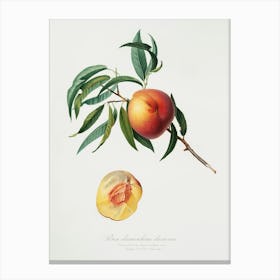 Peach (Persica Julodermis) From Pomona Italiana (1817 - 1839), Giorgio Gallesio 3 Canvas Print