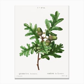Pyrenean Oak, Pierre Joseph Redoute Canvas Print