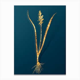 Vintage Lachenalia Pallida Botanical in Gold on Teal Blue n.0315 Canvas Print