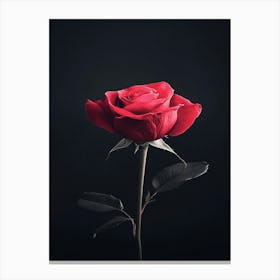 Single Red Rose On Black Background 31 Canvas Print