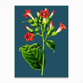 Hibiscus Canvas Print