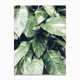 Philodendron Canvas Print