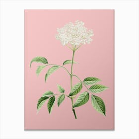 Vintage Elderflower Tree Botanical on Soft Pink n.0056 Canvas Print