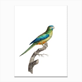 Vintage Turquoise Parrot Bird Illustration on Pure White Canvas Print