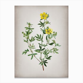 Vintage Yellow Buttercup Flowers Botanical on Parchment n.0119 Canvas Print