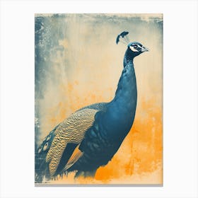 Orange & Blue Peacock Looking Into The Distance Canvas Print