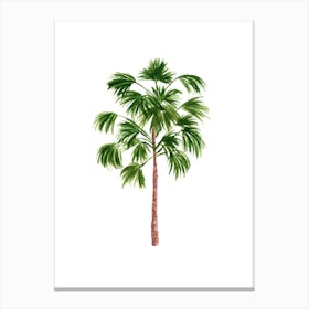 Windmill Palm Tree Canvas Print
