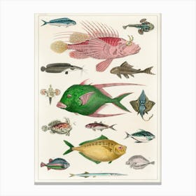 Collection Of Various Fishes, Oliver Goldsmith 1 Canvas Print