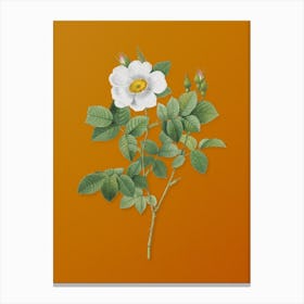 Vintage Twin Flowered White Rose Botanical on Sunset Orange Canvas Print
