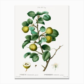 Pear, Pierre Joseph Redoute (3) Canvas Print