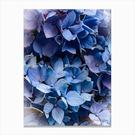 Blue Hydrangeas - photography Canvas Print