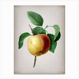 Vintage Snow Calville Apple Botanical on Parchment n.0215 Canvas Print