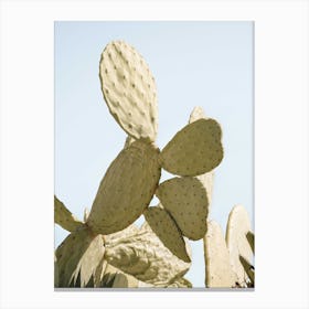 Cactus Plant On Blue Canvas Print
