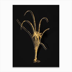 Vintage Grass Leaved Iris Botanical in Gold on Black n.0161 Canvas Print