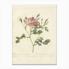 Rose Illustration, Pierre Joseph Redoute (55) Canvas Print