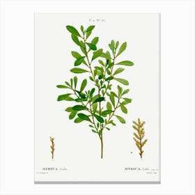 Bog Myrtle, Pierre Joseph Redoute Canvas Print