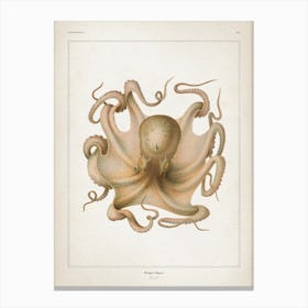 Vintage Vérany 1 Octopus Vulgaris Canvas Print