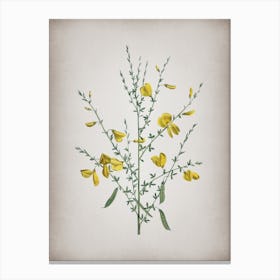 Vintage Yellow Broom Flowers Botanical on Parchment n.0685 Canvas Print