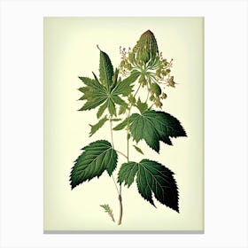 Snakeroot Leaf Vintage Botanical 2 Canvas Print