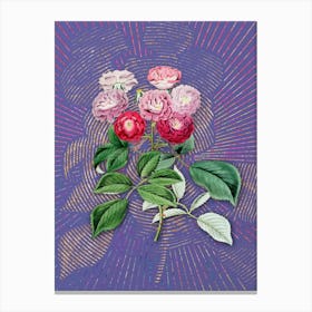 Vintage Seven Sister's Rose Botanical Illustration on Veri Peri n.0287 Canvas Print