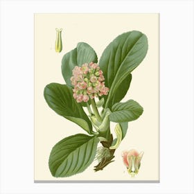 Rhodiola Canvas Print