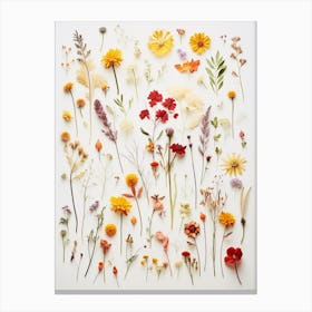 Pressed Flower Botanical Art Wildflowers 1 Canvas Print
