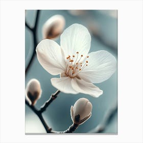 Cherry Blossom Canvas Print