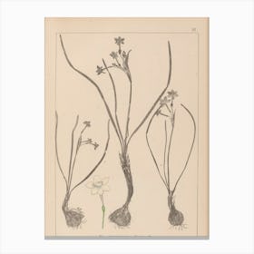 Lily Of The Valley 6 Canvas Print