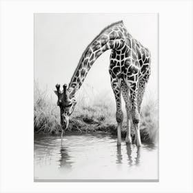 Giraffe Drinking Out Of A Watering Hole 1 Canvas Print