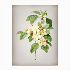 Vintage Apple Blossom Botanical on Parchment n.0705 Canvas Print