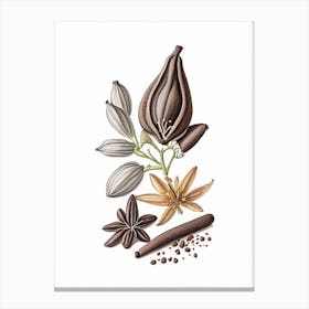 Black Cardamom Spices And Herbs Pencil Illustration 3 Canvas Print