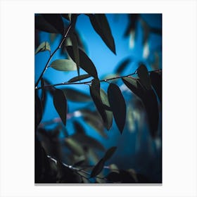 Dark Eucalyptus Canvas Print