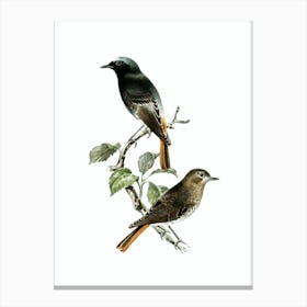 Vintage European Black Redstart Bird Illustration on Pure White Canvas Print