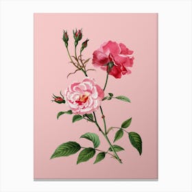 Vintage Ever Blowing Rose Botanical on Soft Pink Canvas Print